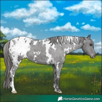 Horse Color:White Spotted Black Appaloosa