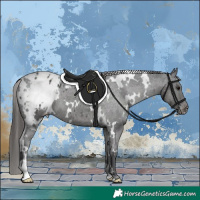Horse Color:White Spotted Black Appaloosa