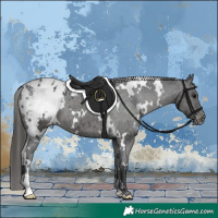 Horse Color:White Spotted Black Appaloosa