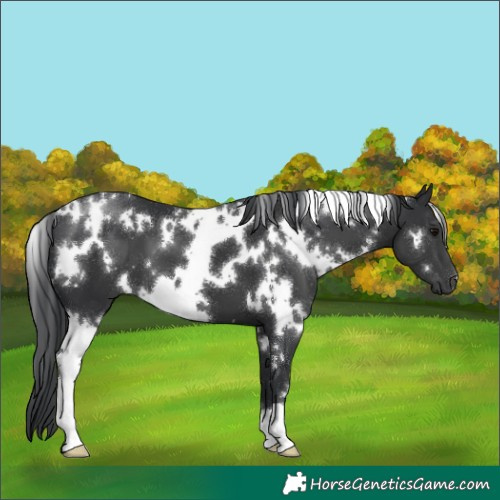 Horse Color:White Spotted Black