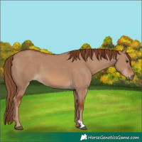 Horse Color:Red Dun