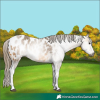 Horse Color:Gray Buckskin Tobiano Appaloosa