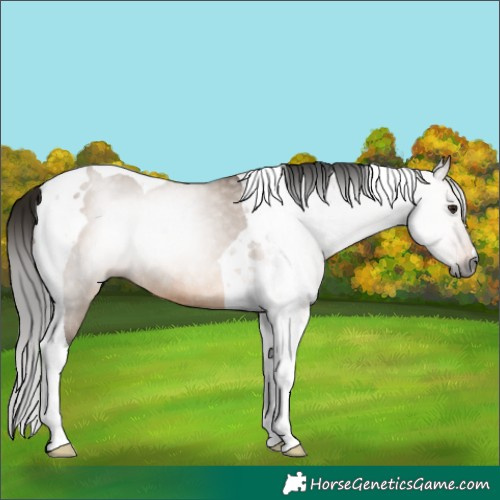 Horse Color:Gray Bay Dun Tobiano Rabicano