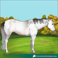 Horse Color:Gray Bay Dun Tobiano Rabicano