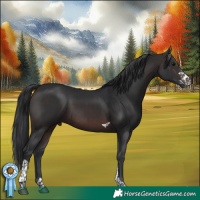 Horse Color:Brown Sabino Tobiano