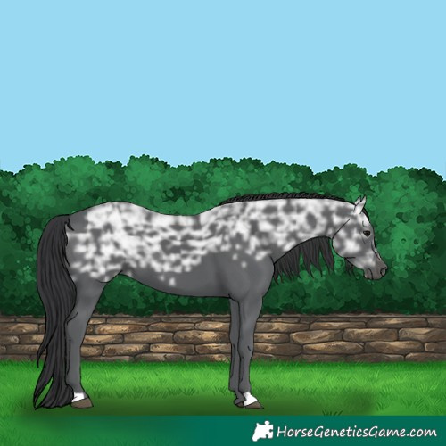 Horse Color:Black Ice 