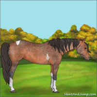 Horse Color:Bay Tobiano 