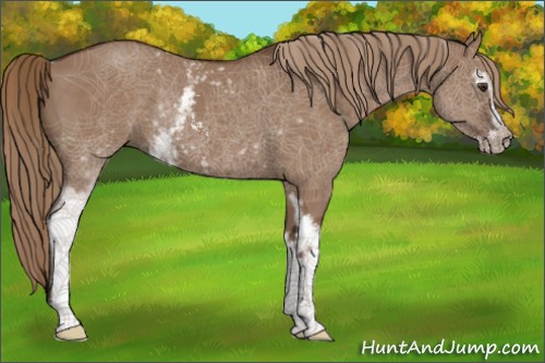 Horse Color:White Spotted Liver Red Dun Sabino Rabicano 