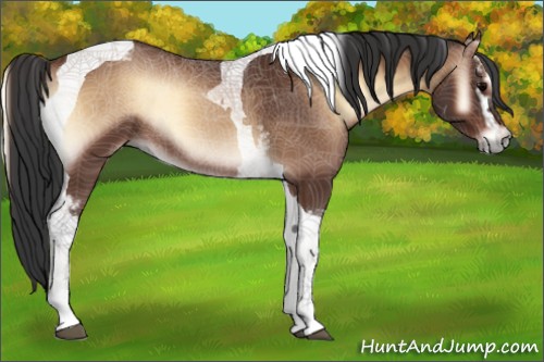 Horse Color:White Spotted Bay Onyx Tobiano 