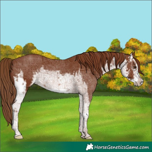 Horse Color:White Spotted Chestnut 