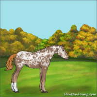 Horse Color:Gray Chestnut Ice 