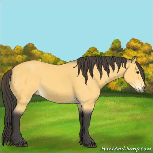 Horse Color:Buckskin