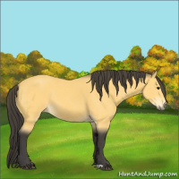 Horse Color:Buckskin 