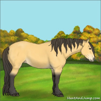 Horse Color:Buckskin