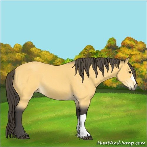 Horse Color:Buckskin