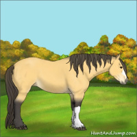 Horse Color:Buckskin 