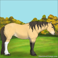 Horse Color:Buckskin