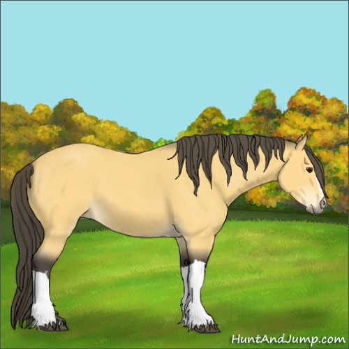 Horse Color:Buckskin