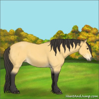 Horse Color:Buckskin Roan 