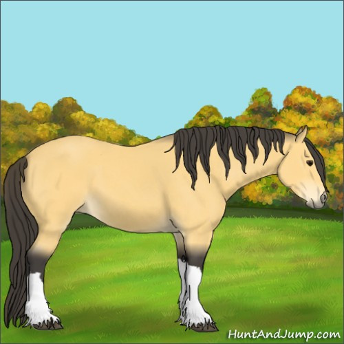 Horse Color:Buckskin 