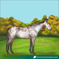 Horse Color:Gray Bay Ice