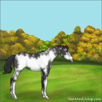Horse Color:White Spotted Black Frame Rabicano