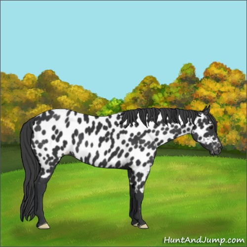 Horse Color:Black Near Leopard