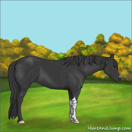 Horse Color:Black 