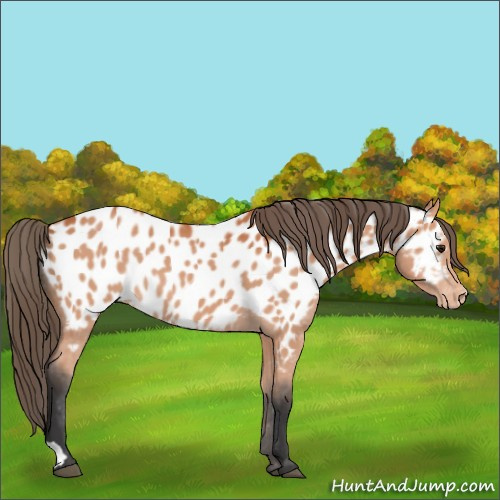 Horse Color:Bay Appaloosa 