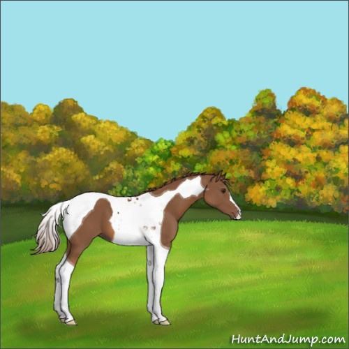 Horse Color:Chestnut Tobiano 