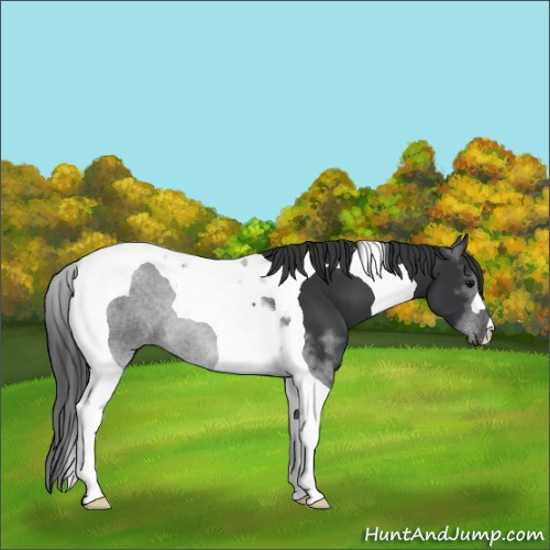 Horse Color:Black Tobiano 