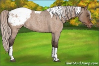 Horse Color:Silver Brown Roan Dun Tobiano Appaloosa 