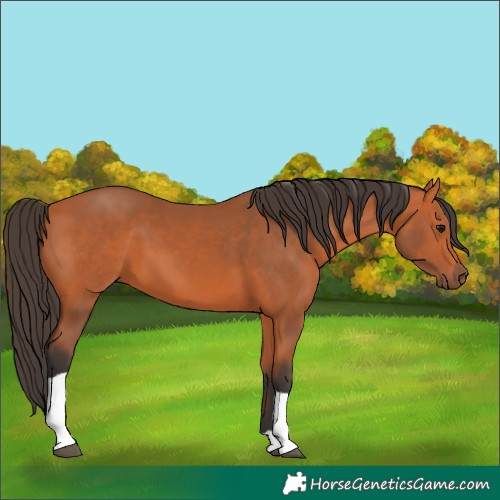 Horse Color:Bay Tobiano Rabicano 