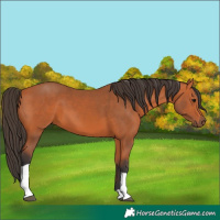Horse Color:Bay Tobiano Rabicano 