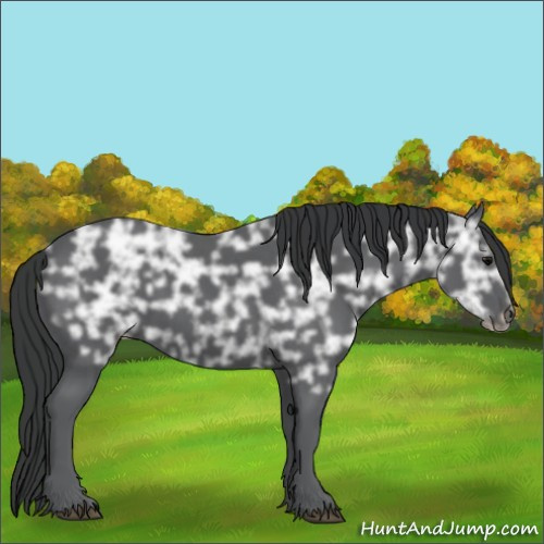 Horse Color:Black Ice 