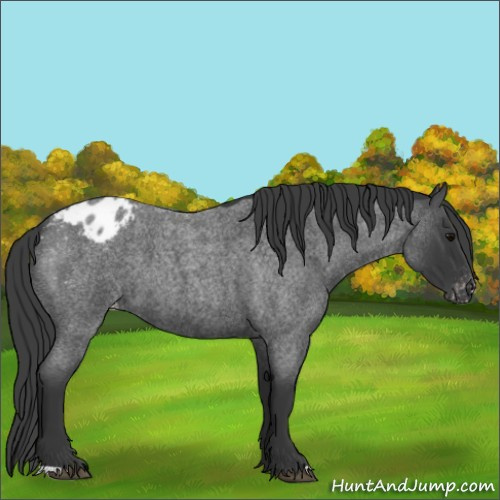 Horse Color:Blue Roan Appaloosa