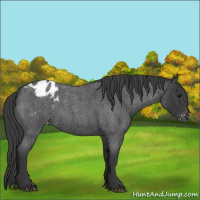 Horse Color:Blue Roan Appaloosa