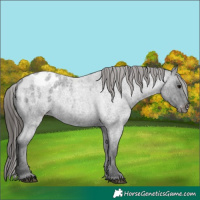 Horse Color:Blue Roan Appaloosa 
