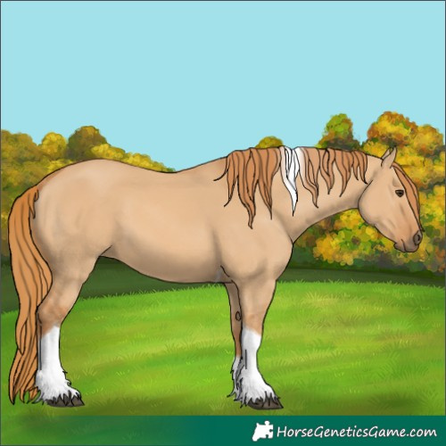 Horse Color:Red Dun Tobiano 
