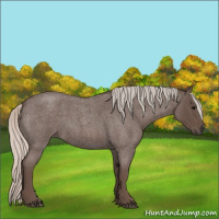 Horse Color:Silver Blue Roan 