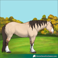 Horse Color:Bay Dun 