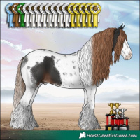 Horse Color:Liver Chestnut Splash Tobiano