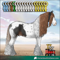 Horse Color:Liver Chestnut Splash Tobiano 