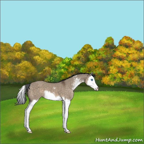 Horse Color:Brown Dun Sabino Splash 