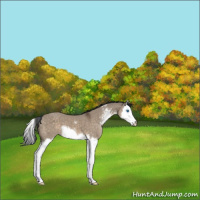 Horse Color:Brown Dun Sabino Splash