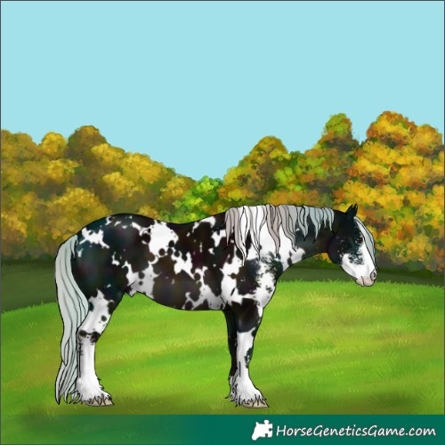 Horse Color:White Spotted Midnight Silver Brown Sabino 