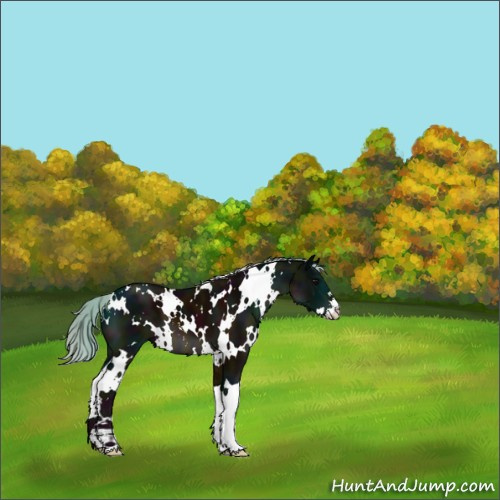 Horse Color:White Spotted Midnight Silver Brown Sabino 