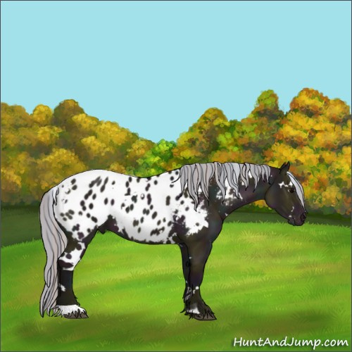 Horse Color:Painted White Spotted Midnight Silver Grullo Appaloosa 