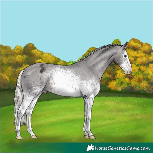Horse Color:White Spotted Liver Chestnut Mushroom Appaloosa 
