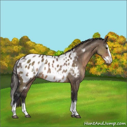 Horse Color:White Spotted Brown Dun Splash Appaloosa Rabicano 